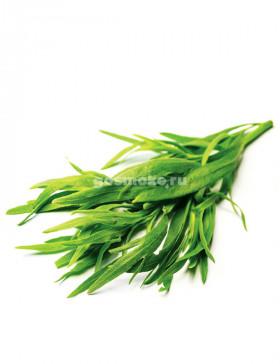 TRZ Flavor Tarragon
