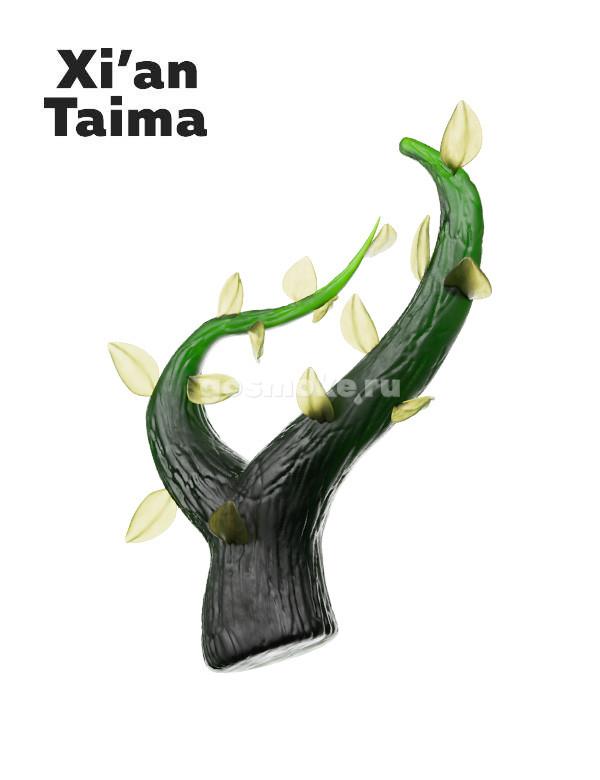 Xian Taima Carolina