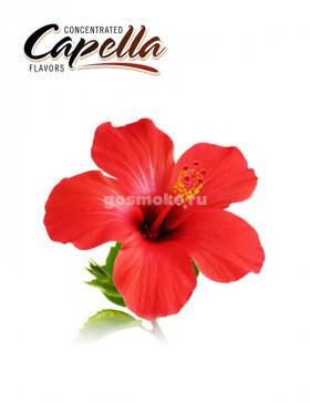 Capella Hibiscus